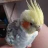 birbuh
